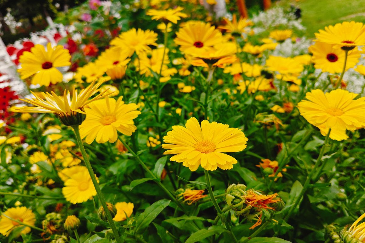 Wunderschön gestalteter Garten in Vorarlberg – Vorher-Nachher auf Gartengestalter-Website